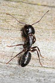 Termites & Ants