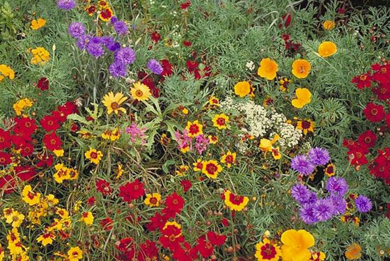 Warne's Low Grow Wildflower Mix - Annuals & Perennials